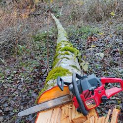 Alder Log