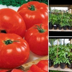 Large Beef Hybrid  Early Juicy Tomato Organic Plants$2-$3 Each