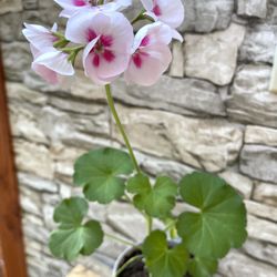 Blooming Pelargonium /Geranium House Plant Or Outdoors In Summer).Each.
