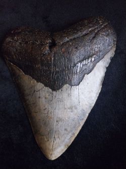 Megalodon tooth L3, 5½" inch long