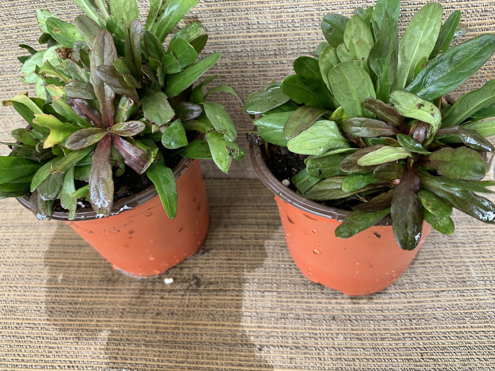 Two Small Pots Of Ajuga Bronze Beauty Purple Flowering Ground Cover, Perennial Comes Back Every Year, Spreads Slowly, Full Sun To Shade, Carefree Plan