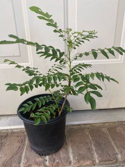 Curry leaves