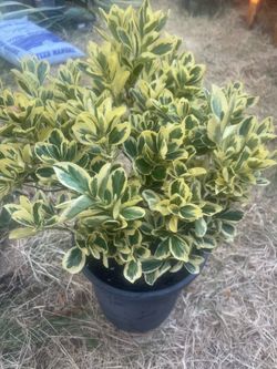 bush for garden