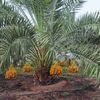 Arizona Dates & palms