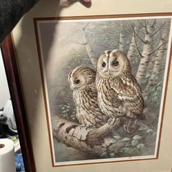 Tawny Owl Framed Print