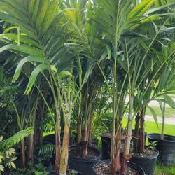 Spectacular Christmas Palms About 6 Feet Tall!!! Adonidias Plants Fertilized!!