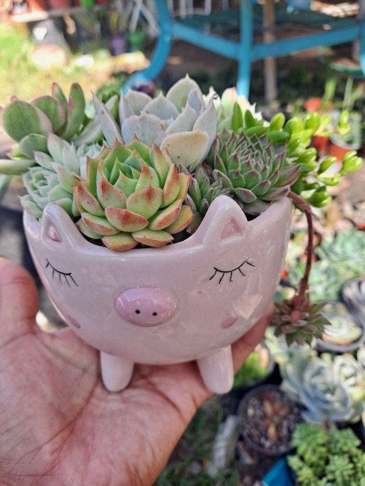 Succulent Arrangement