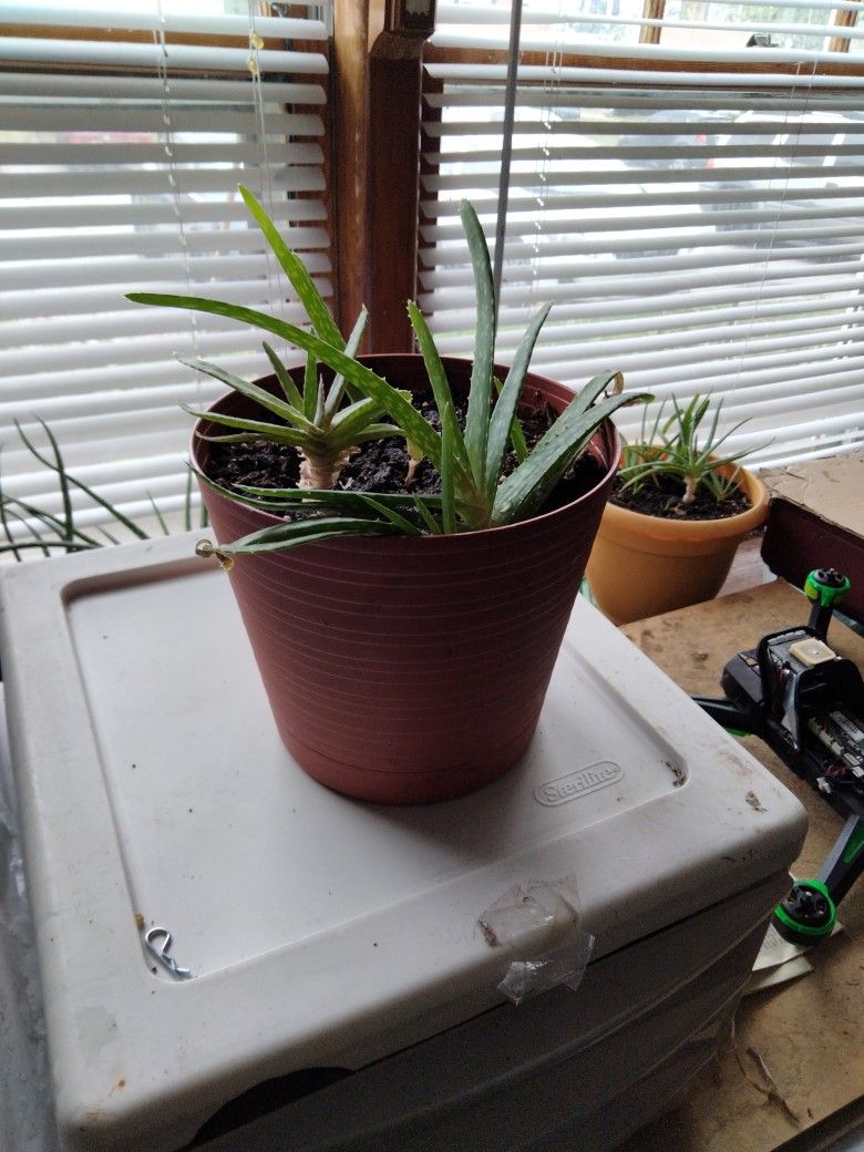 Aloe Plants