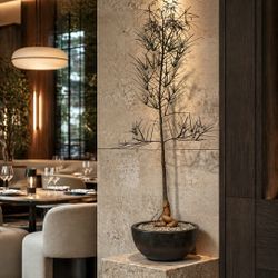 5 Ft. Queensland Bottle Tree/ Brachychiton Rupestris (Planter Included)