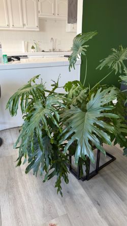 Lacy Tree Philodendron