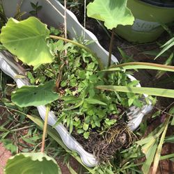 Elephant Ear Plant (bac Ha) 1 Gallon