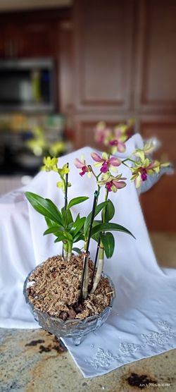 Orchids arrangement