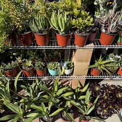 A Variety Of Succulent Plants 