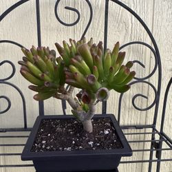 Bonsai Oger Tree Jade