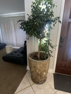 Tall Cone Planters