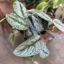 Scindapsus Pictus Exotica