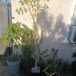 Moringa Con Flor