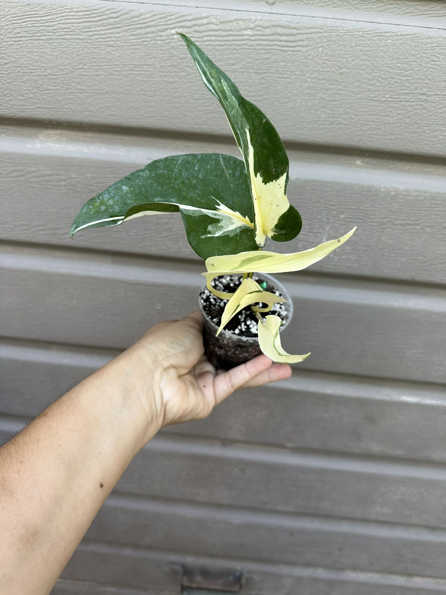 mutant manjula pothos