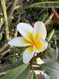 Cutting plumeria