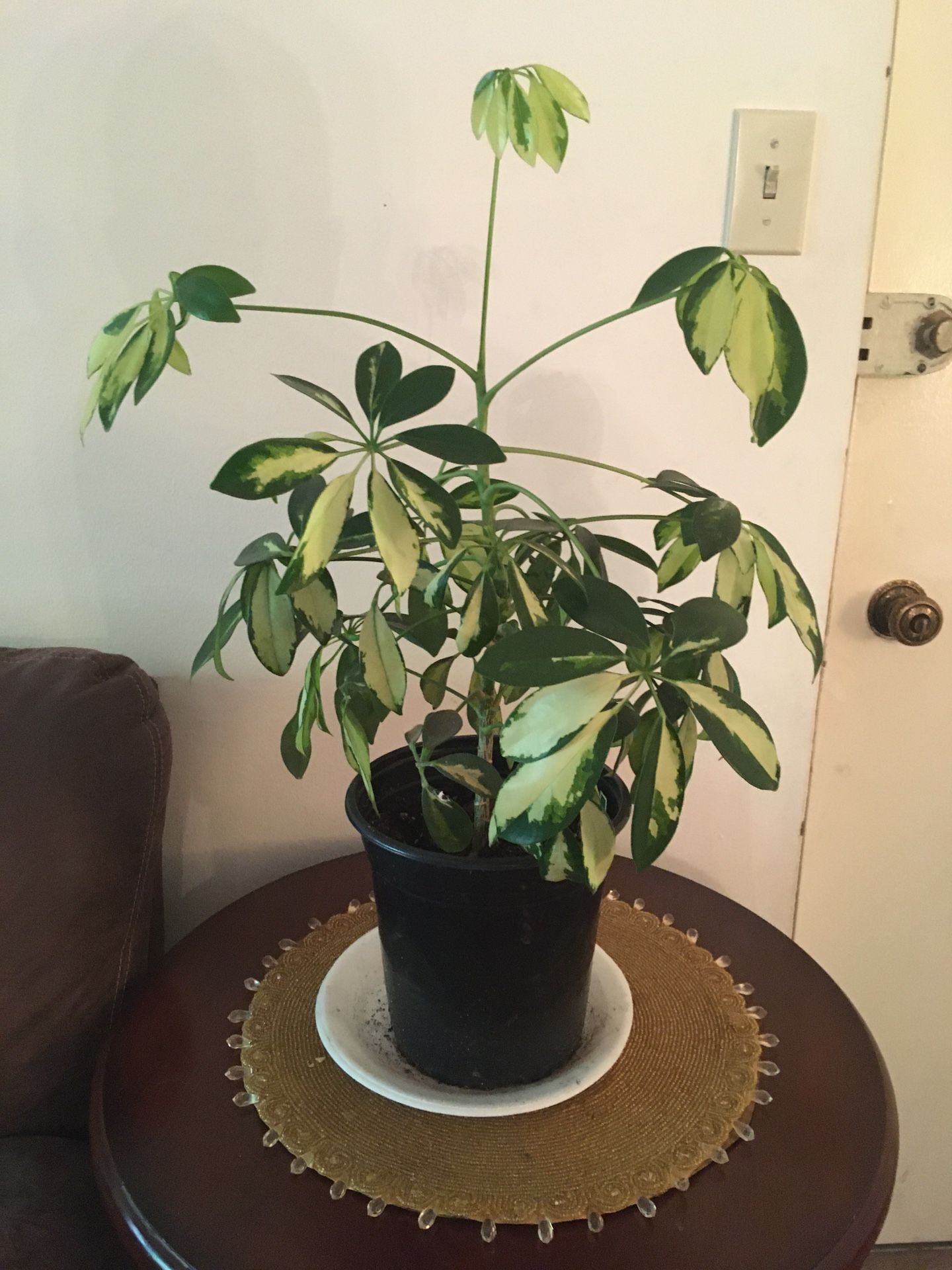 Umbrella Indoor Plant