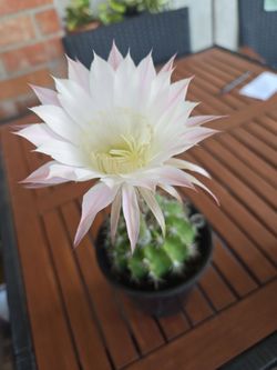 Lily cactus flowering