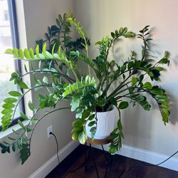 Large Mature ZZ Plant (10 Years Old) + Modern Plant Stand