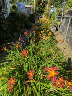 Orange and yellow Day Lillies