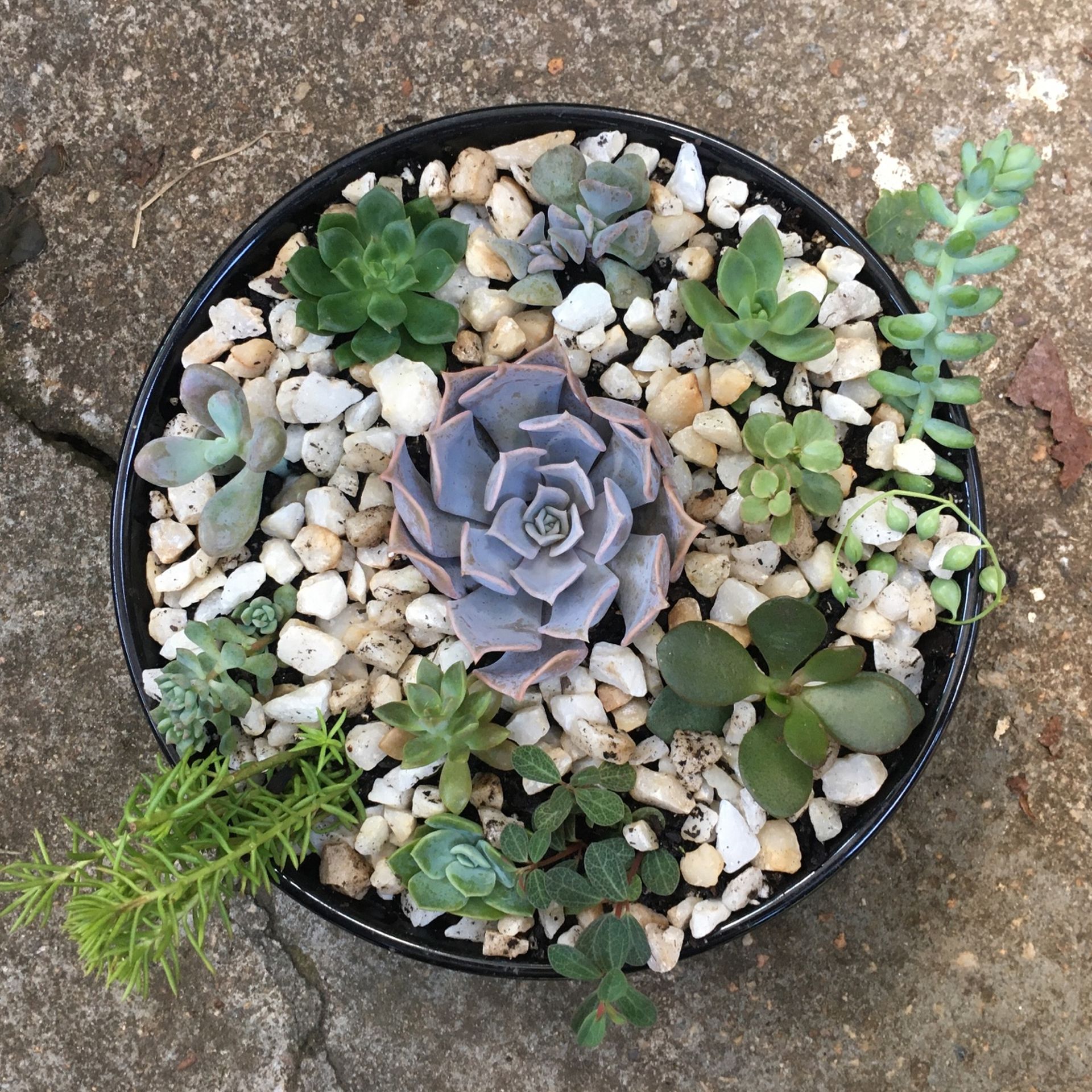 Succulents Arrangement 