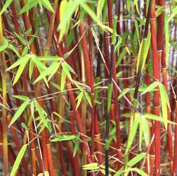 Red Clumping Bamboo Seeds, 200+ Red Fountain Bamboo, Red Stem