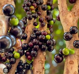 Big Black sahara jaboticaba tree in 20 gallon pot, around 6ft