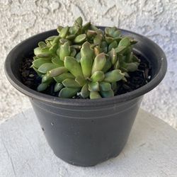 6 Inch Pot of Succulent Plant - Anacampseros Rufescens - Sunrise Succulent - Rooted & Established Plant - Drought Resistant - 🪴