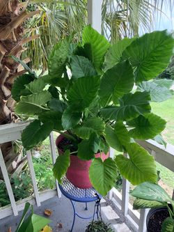 Large & Lush upright elephant ear (alocasia)