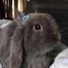 Teresa