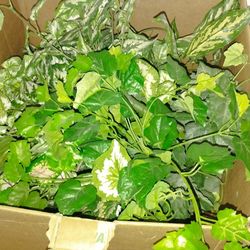 Artificial plants and flowers