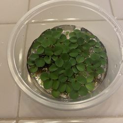 Water Spangles(Salvinia Cucullata)