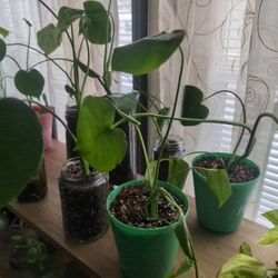Monstera deliciosa 