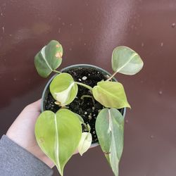 4” Philodendron Rio 