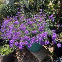 Beautiful Homegrown Plants for Sale!