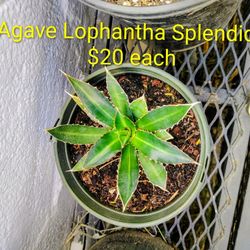Agaves Lophantha Splendida 