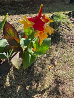 Canna Lily