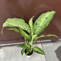 6” Big Dieffenbachia Camouflage