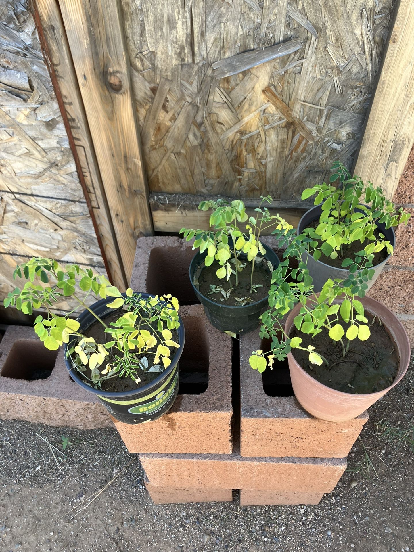 Moringa