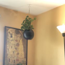 Slightly verigated Pothos, Great for The Ofice Plant  