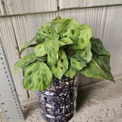 Variegated Maranta Beauty Kim (Prayer Plant)