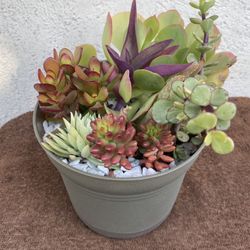 Succulents Arrangement.