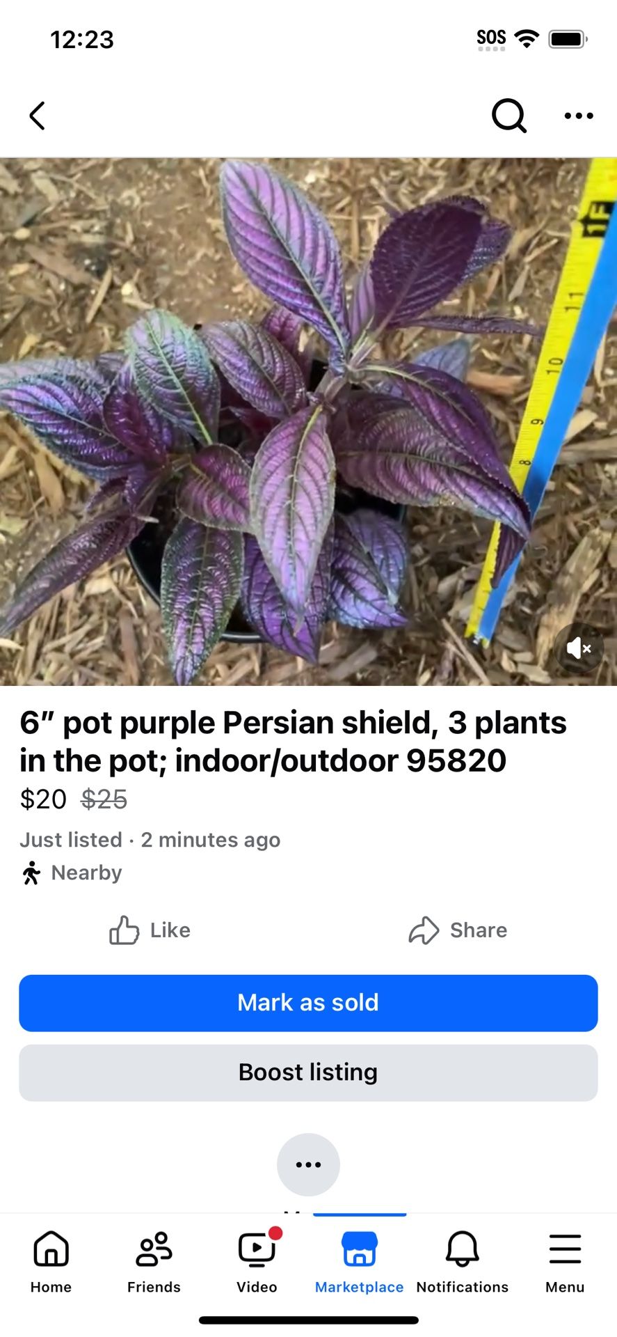 6” pot purple Persian shield, 3 plants in the pot; indoor/outdoor 95820