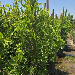 Indian Laurel