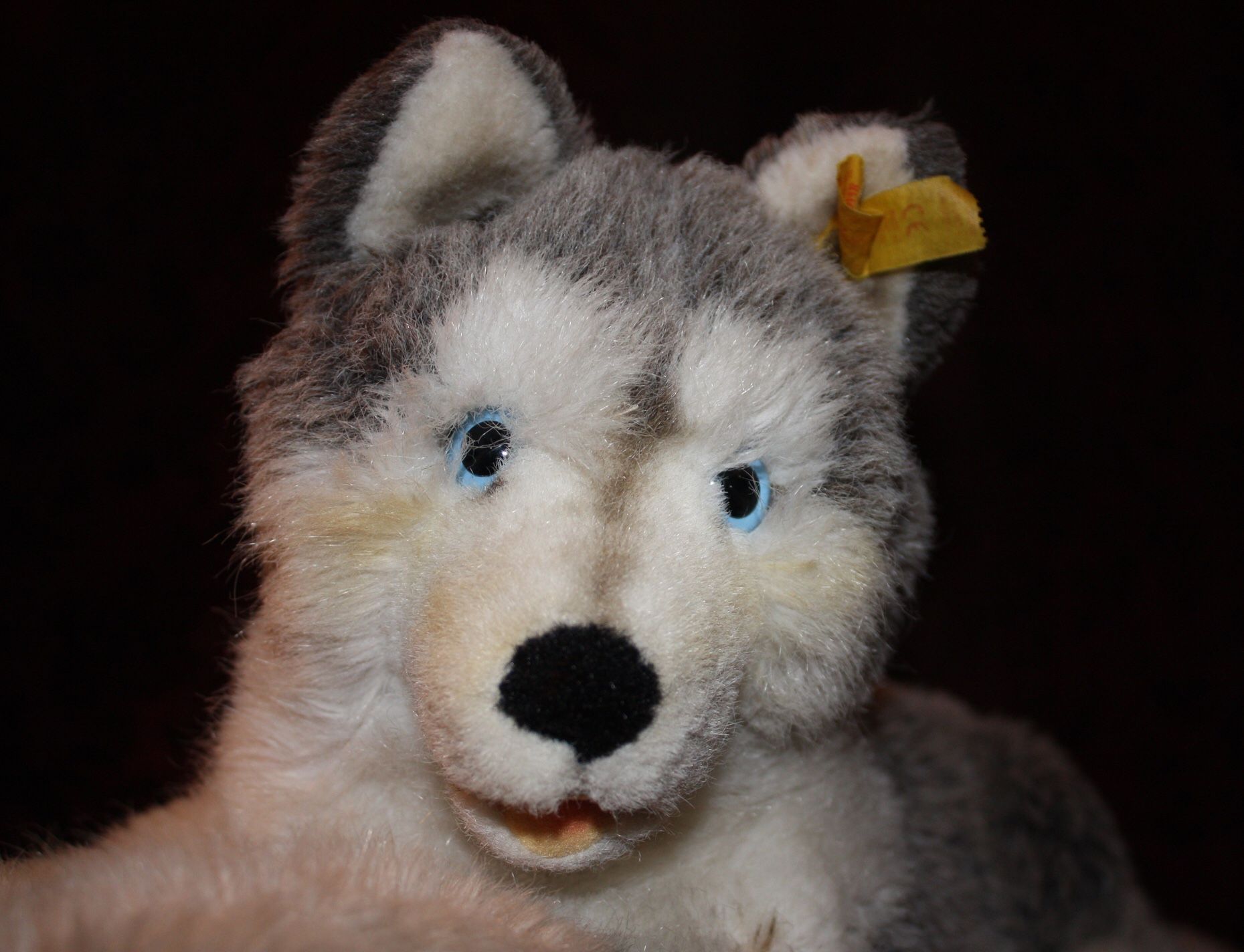 STEIFF ORIGINAL MOLLY HUSKY DOG 23-1/2” - 104916 Ear Button & Tag