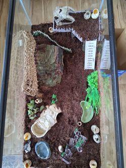 Hermit Crab Aquarium & Accessories