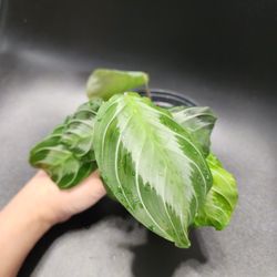 Silver Band Maranta Prayer Plant